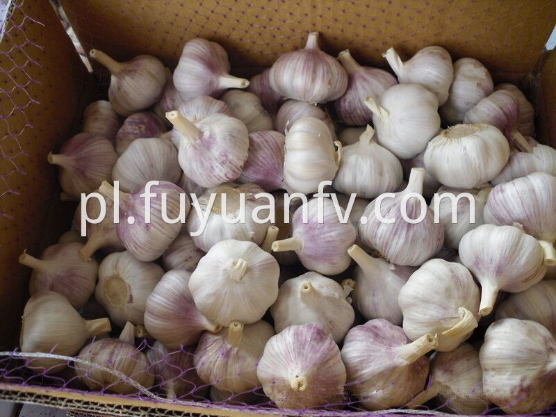 To Brazil Garlic